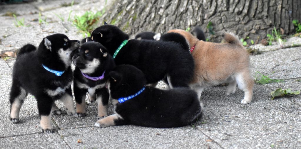 chiot Shiba Du Domaine De Sonam