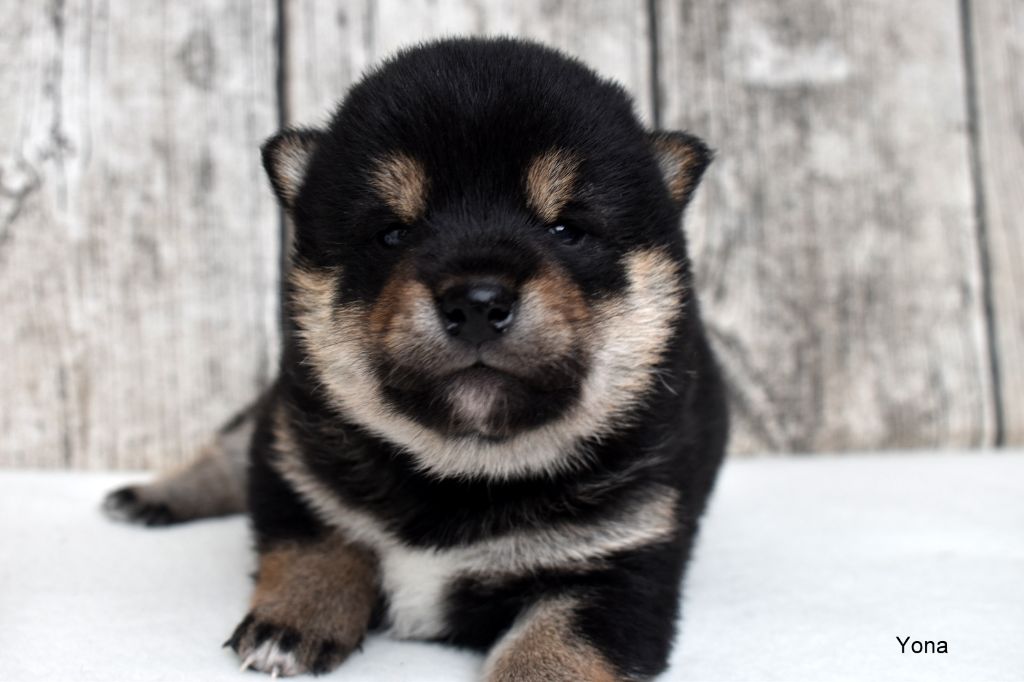 Du Domaine De Sonam - Chiot disponible  - Shiba