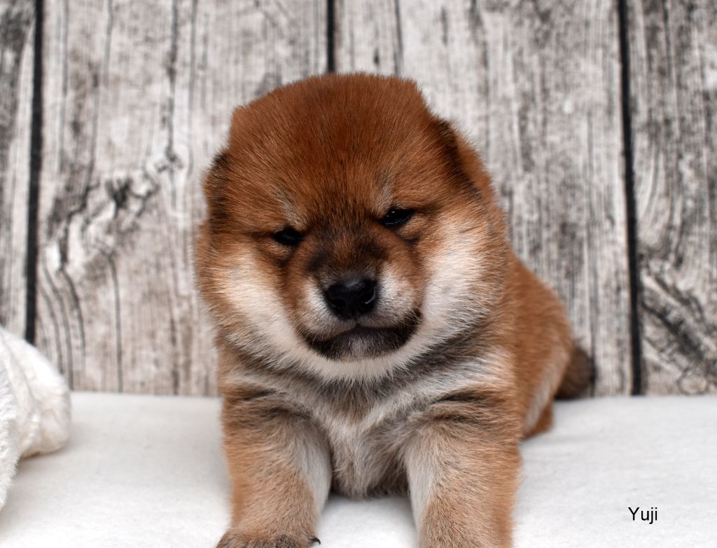 Du Domaine De Sonam - Chiot disponible  - Shiba