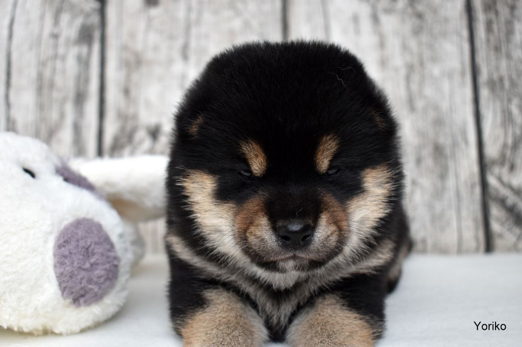 Du Domaine De Sonam - Chiot disponible  - Shiba