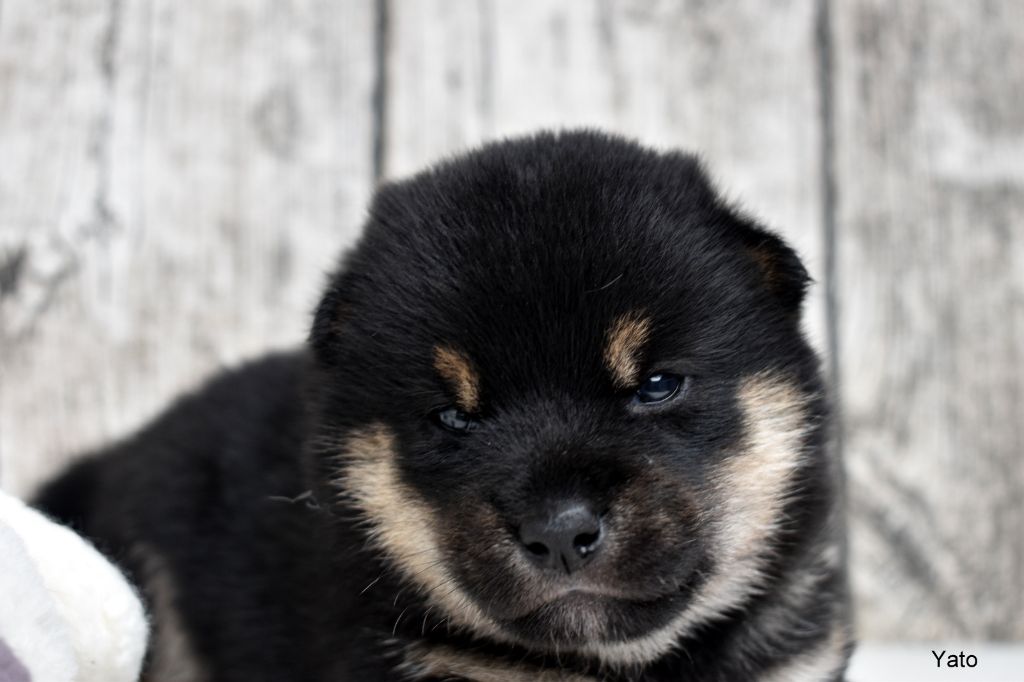 Du Domaine De Sonam - Chiot disponible  - Shiba