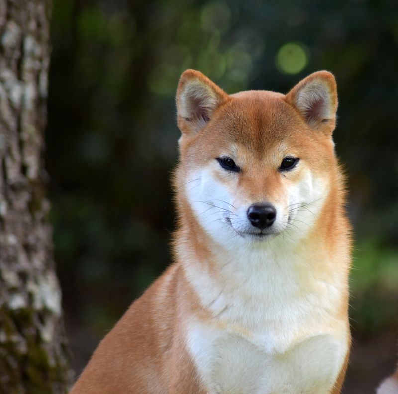Saori Go Sakura Kensha