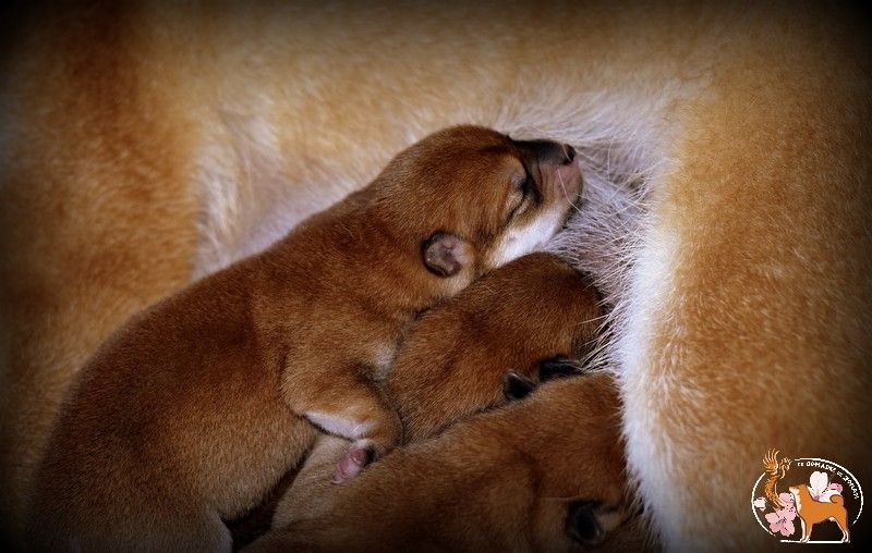 LES BEBES 2022